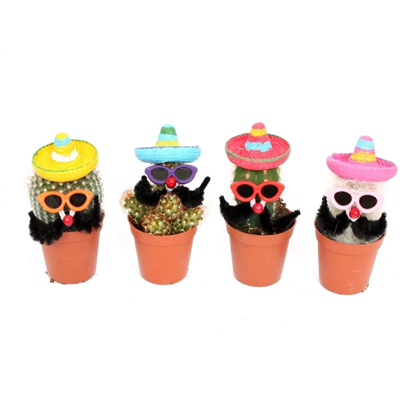 <h4>Cactus 5,5 cm mexicaan met zonnebril</h4>