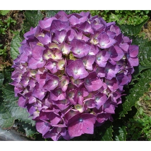 HYDR PREMIUM LIGHT PURPLE (TINTED)