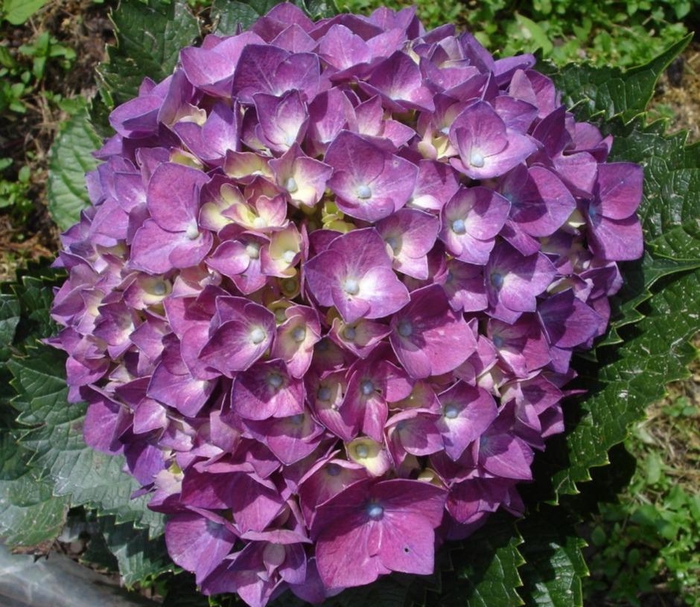 <h4>HYDR PREMIUM LIGHT PURPLE (TINTED)</h4>