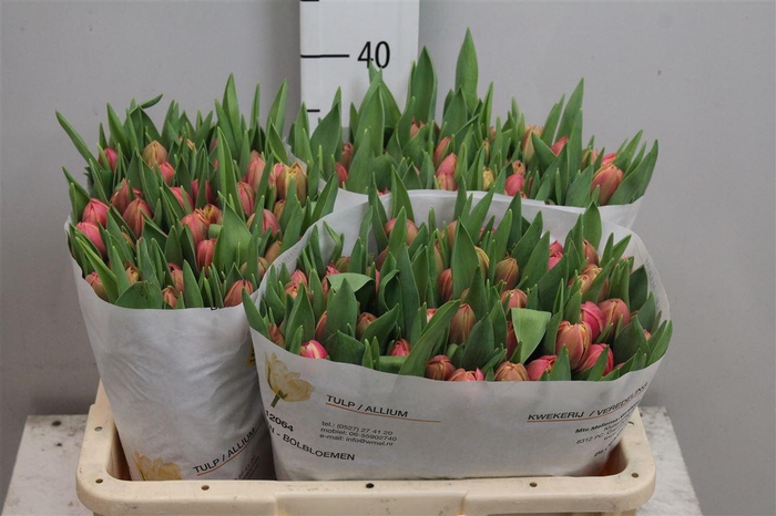 <h4>Tu Du Columbus</h4>