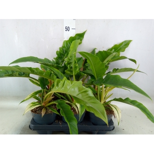 Philodendron  'Narrow Escape'