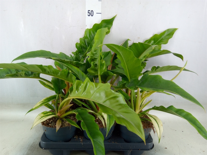 <h4>Philodendron  'Narrow Escape'</h4>