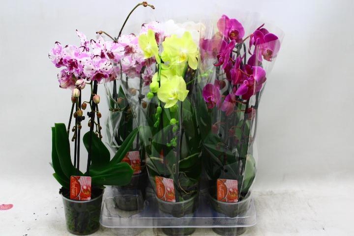 <h4>Phal El Cascade</h4>