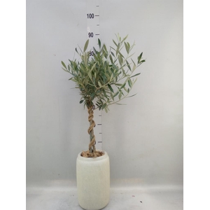 Arr. Tuinplanten H%