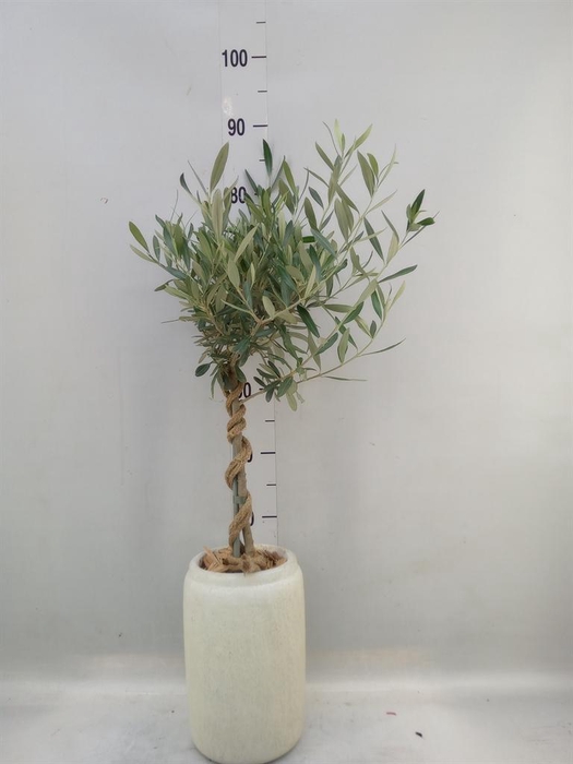 <h4>Arr. Tuinplanten H%</h4>