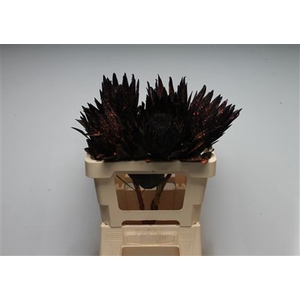 Protea Klbh Halloween Black