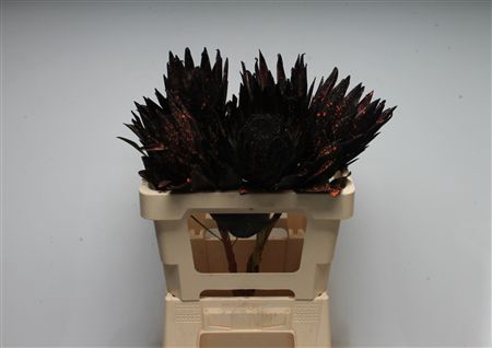 <h4>Protea Klbh Halloween Black</h4>