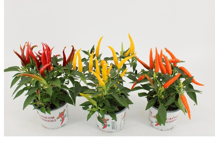 <h4>Capsicum annuum</h4>