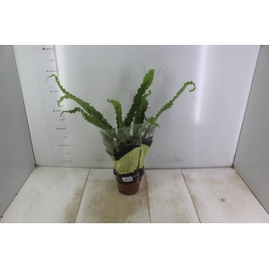 ASPLENIUM OSAKA CRESPO P14