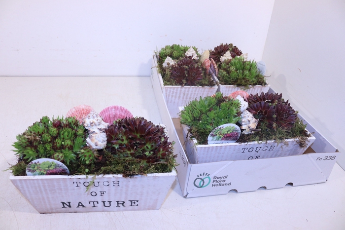 <h4>ARR SEMPERVIVUM</h4>