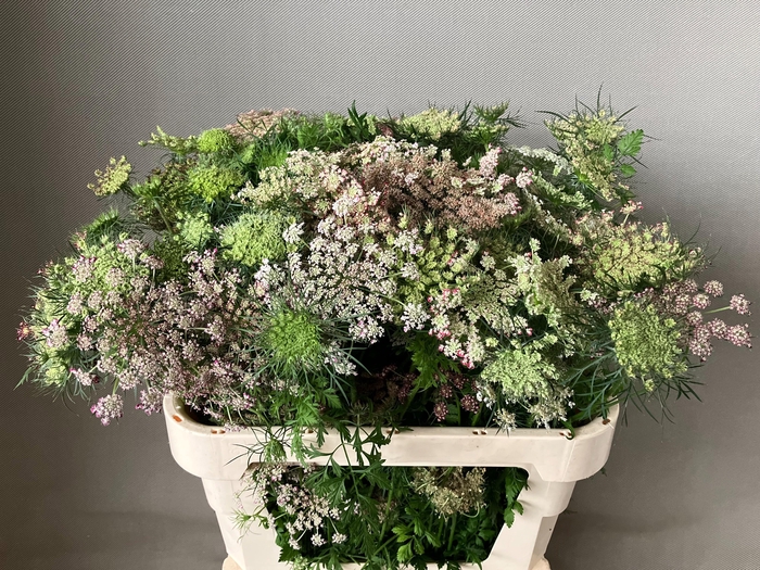 <h4>Daucus Carota Dara</h4>