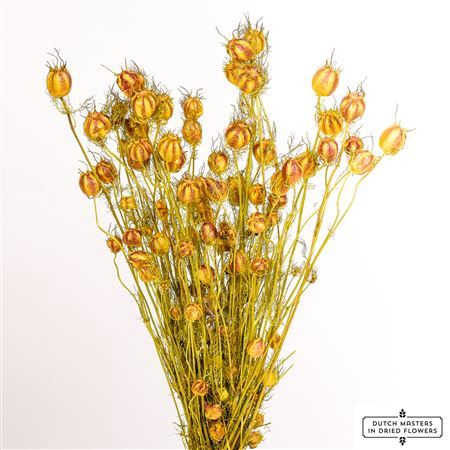 Dried Nigella Yellow Bunch