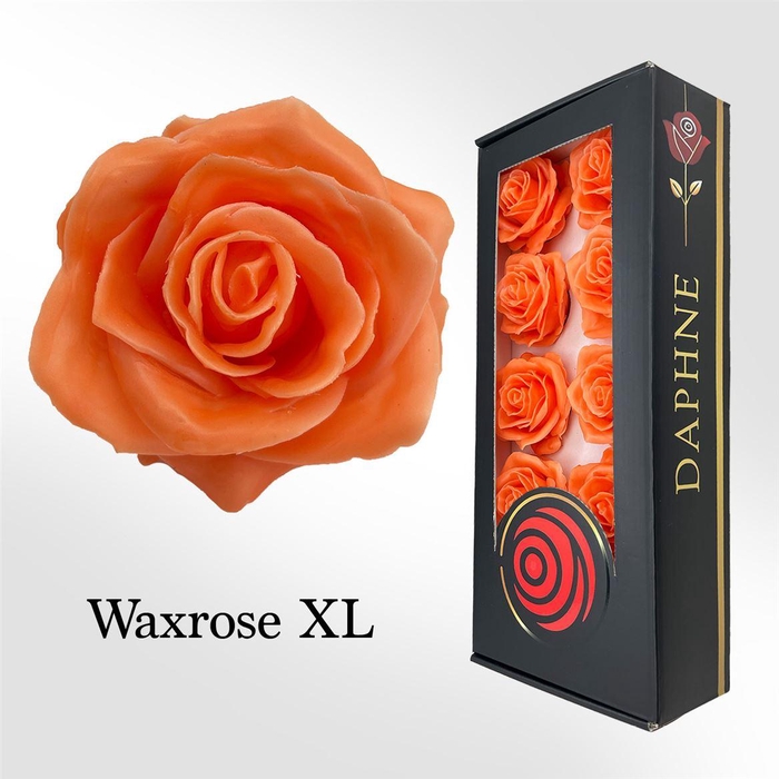 <h4>Wax Rose Xl Peach</h4>