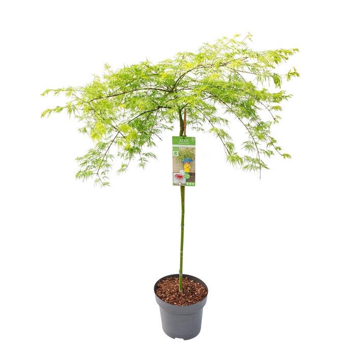 <h4>Acer palm. 'Emerald Lace' C14 halfstam</h4>