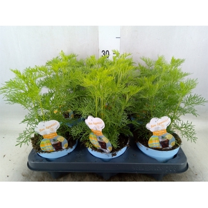 Artemisia abrotanum