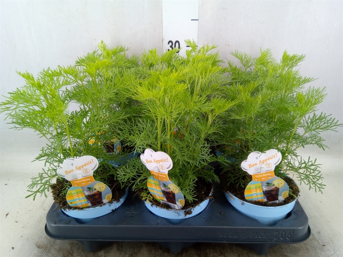 <h4>Artemisia abrotanum</h4>