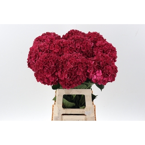 Hydr M Mag Rubyred