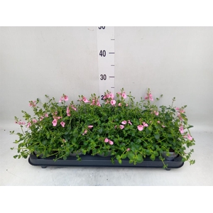 Diascia  'Ruby Field'