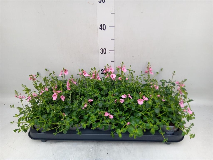 <h4>Diascia  'Ruby Field'</h4>