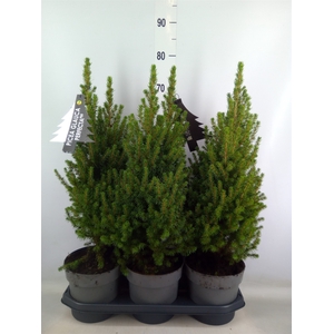 Picea glauca 'Perfecta'