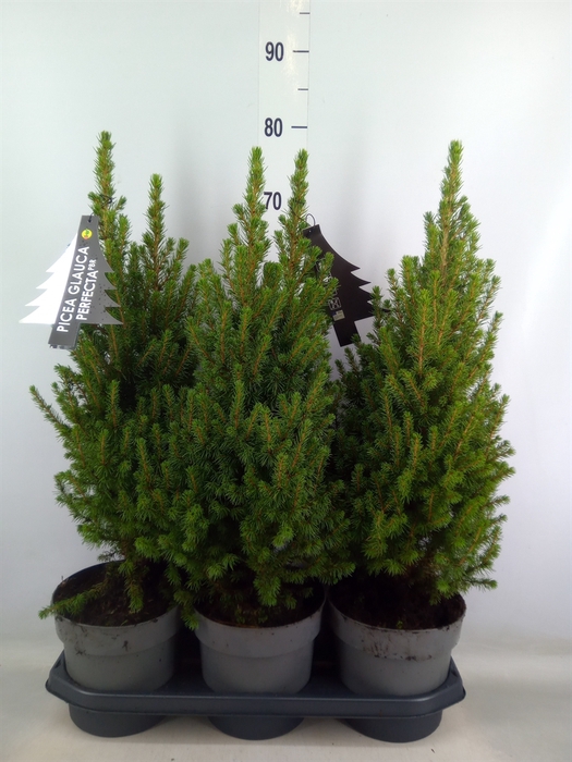 <h4>Picea glauca 'Perfecta'</h4>