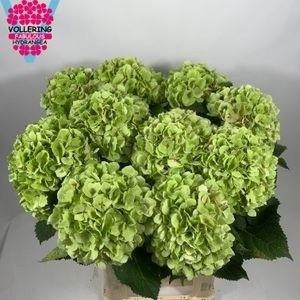 <h4>HYDR M CH VERENA CL</h4>