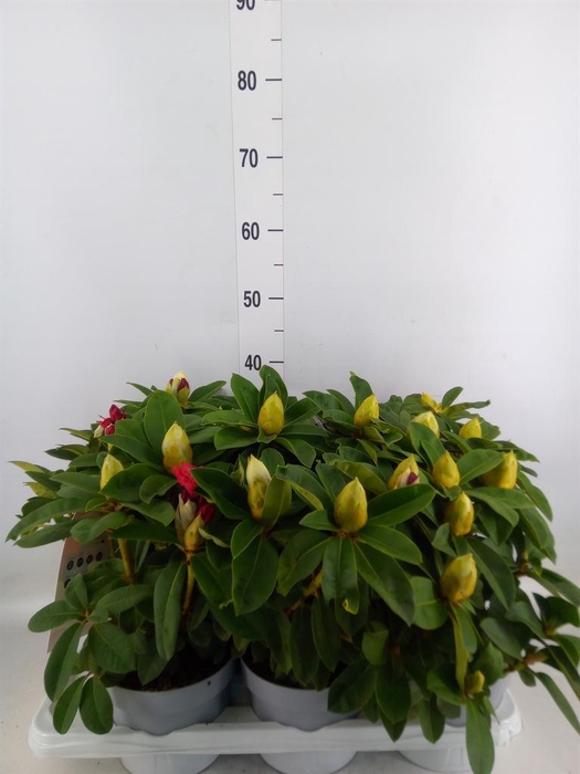 <h4>Rhododendron   ...</h4>