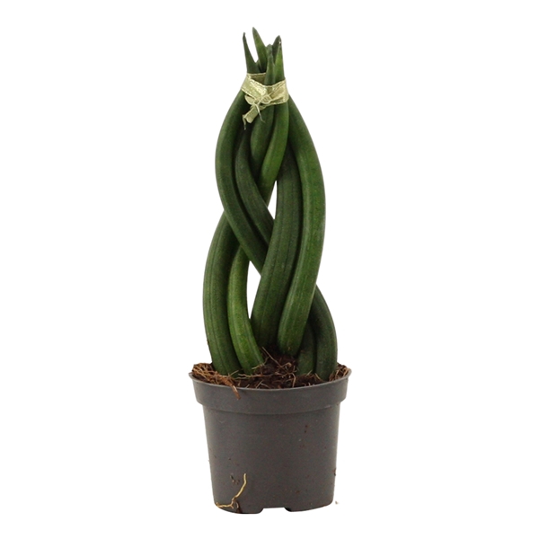 <h4>Sansevieria Cylindrica 6 cm Braid</h4>