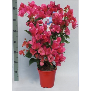 BOUGAINV DANIA