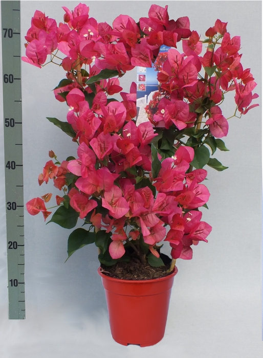 BOUGAINV DANIA