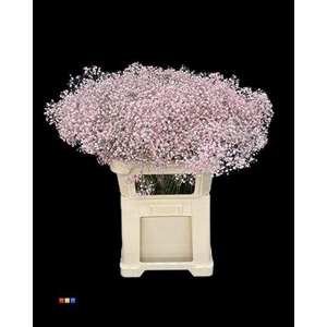 Gyps Xlence Light Pink