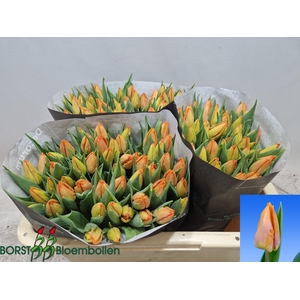 TU EN SUNRISE PRINCE