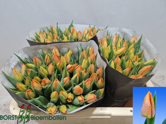 <h4>TU EN SUNRISE PRINCE</h4>