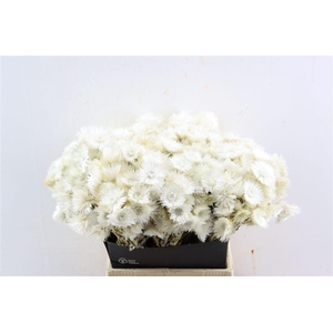 Kaaps Everlasting White Naturel