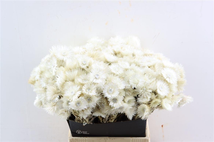 <h4>Kaaps Everlasting White Naturel</h4>