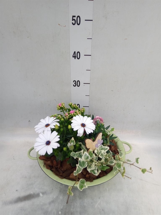 <h4>Arr.   Perkplanten L%</h4>