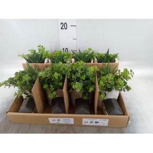 Arr. Kamerplant Groen L%