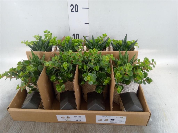<h4>Arr. Kamerplant Groen L%</h4>