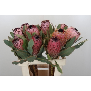 PROTEA MAGNIFICA