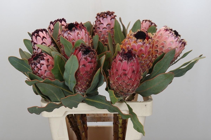 <h4>PROTEA MAGNIFICA</h4>