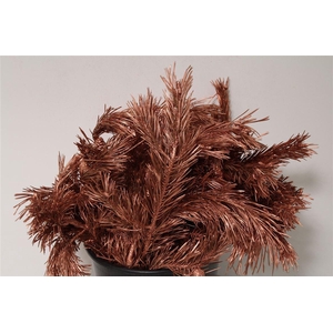 Pinus Mugo Col Copper (p. Bos)