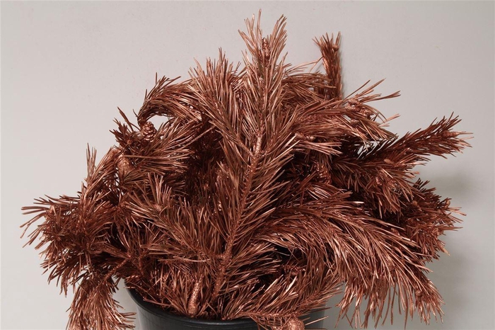 <h4>Pinus Mugo Col Copper (p. Bos)</h4>