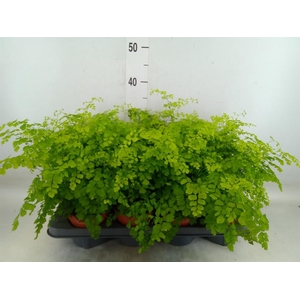 Adiantum raddi. 'Fragrans'