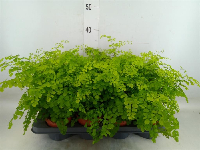<h4>Adiantum raddi. 'Fragrans'</h4>