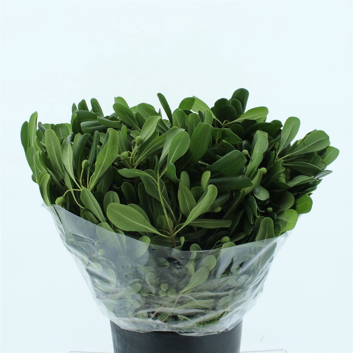 <h4>Pittosp Tobira Verde</h4>