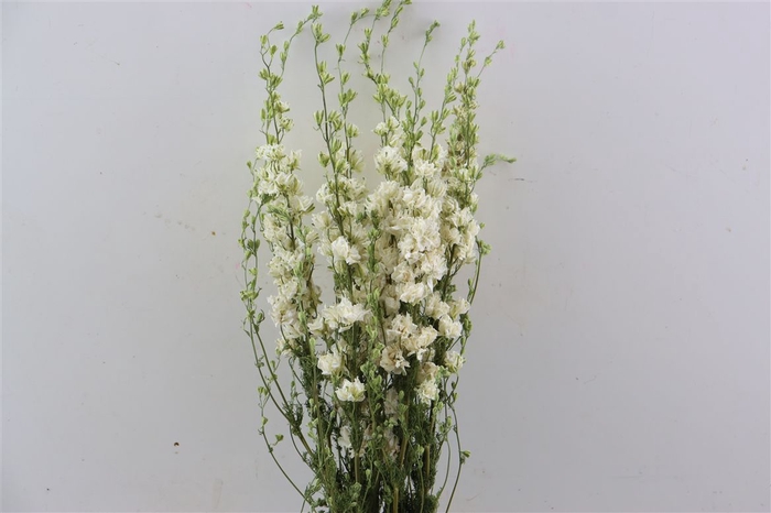 Dried Delphinium White Extra Bunch
