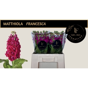 MATTH FRANCESCA