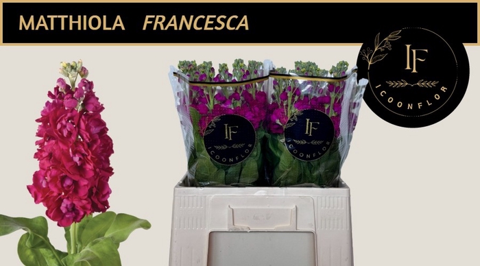 <h4>MATTH FRANCESCA</h4>