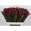 Leucadendron Safari Sunset
