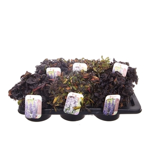 Ajuga reptans mix tray